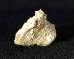 Goniophyllum pyramidale (HISINGER 1831) - Bild © FossNet FossilienStore